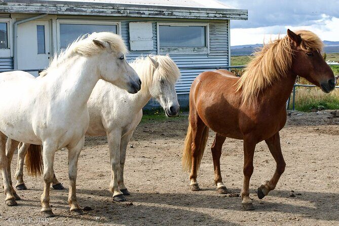 Experience Countryside of Iceland by Horseback Riding - How the 3-Hour Experience Feels in Real Time