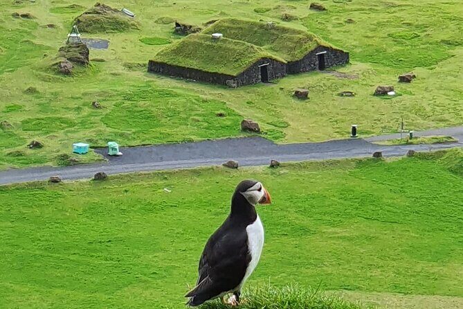 Eyjascooter Puffin Tour in Iceland - Key points to know before you go