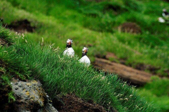Eyjascooter Puffin Tour in Iceland - Eyjascooter Puffin Tour in Heimaey: what you’re paying for