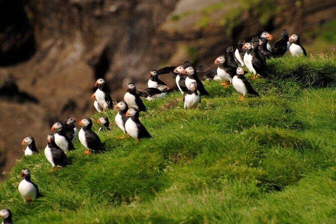 Eyjascooter Puffin Tour in Iceland - Scooter time on Heimaey: puffin lookouts and real photo opportunities