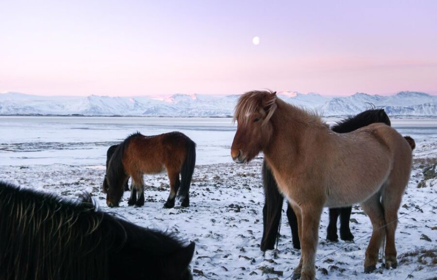 From Reykjavik: 6-Day Icelandic Ring Road Tour - Day 3: East Fjords Wilderness Center Living History and Stone Hot Springs