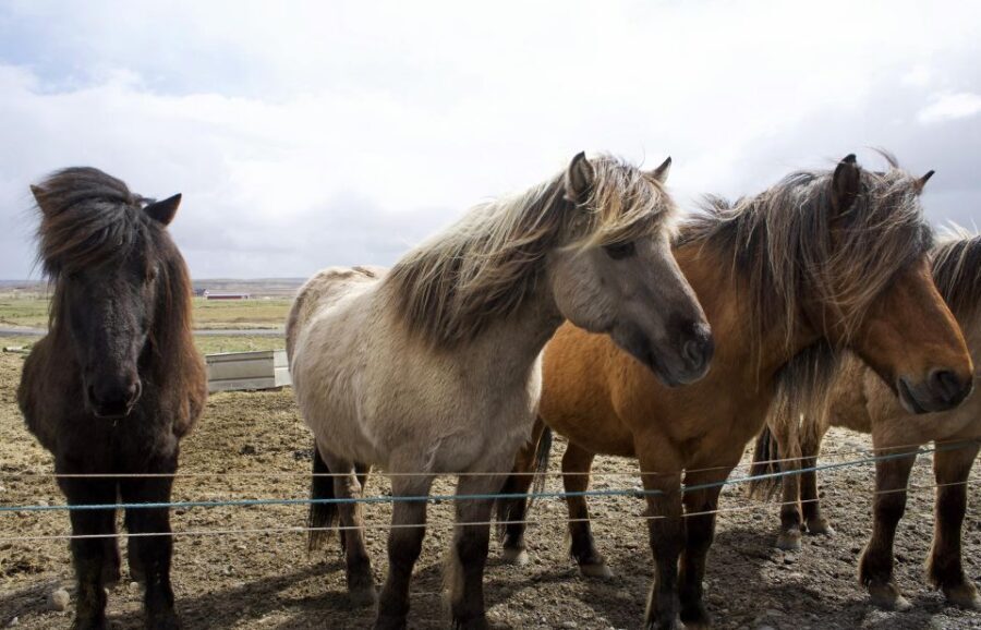 From Reykjavik: 6-Day Icelandic Ring Road Tour - Day 1: Golden Circle Geysers, South Coast Waterfalls, and Reynisfjara