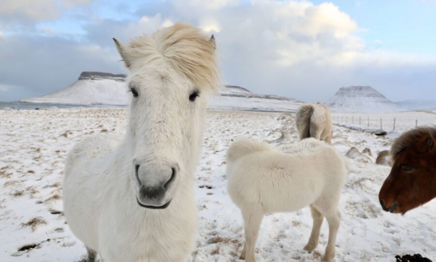 From Reykjavík: Full-day Golden Circle & Horse Riding Tour - Why This Combo Tour Works From Reykjavik