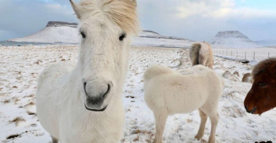 From Reykjavík: Full-day Golden Circle & Horse Riding Tour - Laxnes Horse Farm: Horses, Gear, and a Countryside Ride