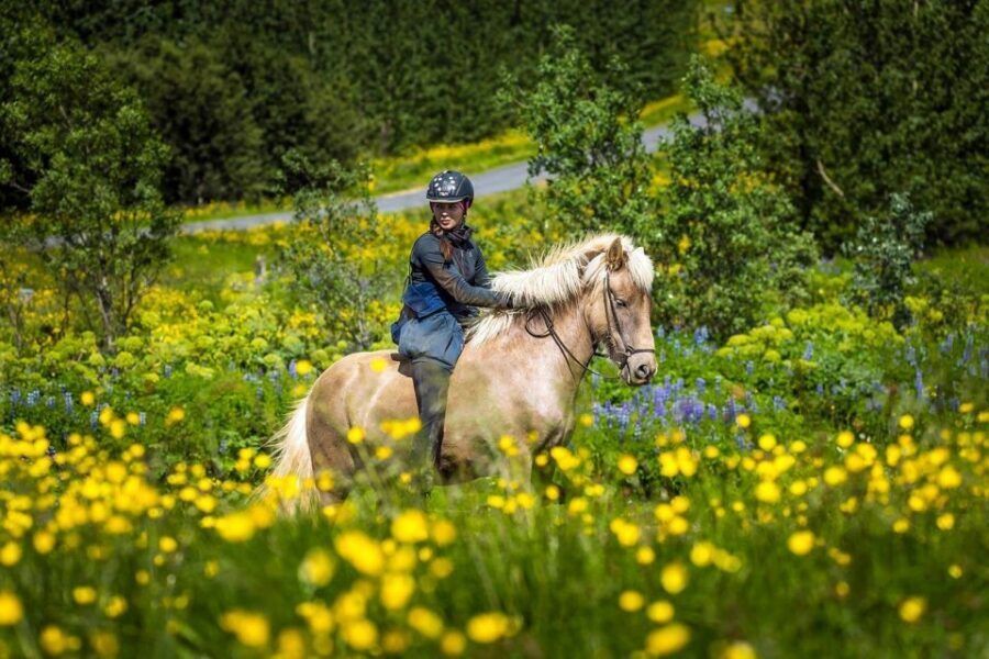 From Reykjavik: Full-Day Horse Riding & Golden Circle Tour - The light lunch reset: fuel for the afternoon