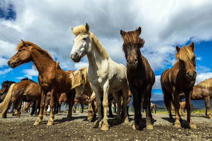 From Reykjavik: Full-Day Horse Riding & Golden Circle Tour - Golden Circle by guided bus: how to make the most of limited time