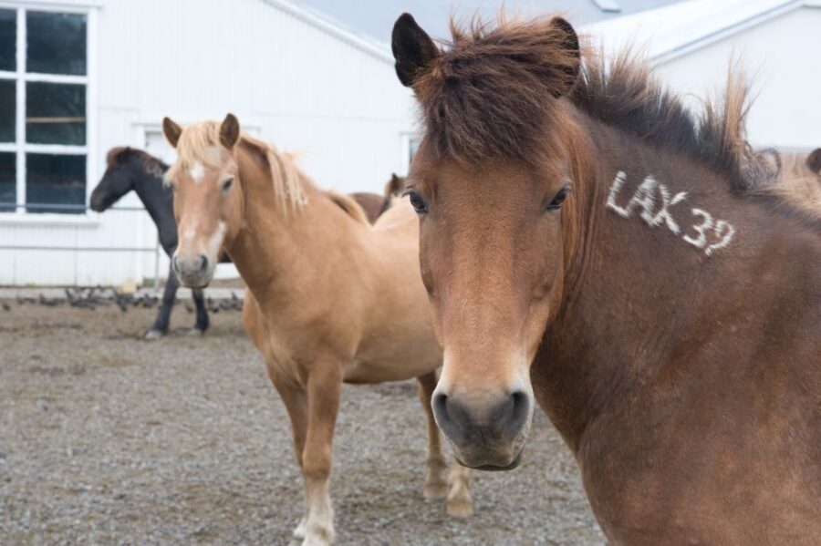 From Reykjavik: Full-Day Horse Riding & Golden Circle Tour - Geysir geothermal area: planning around spectacle
