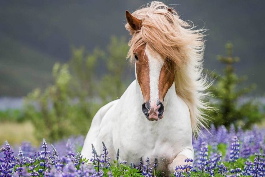 From Reykjavik: Full-Day Horse Riding & Golden Circle Tour - Morning ride at Laxnes Horse Farm: what you’ll actually experience