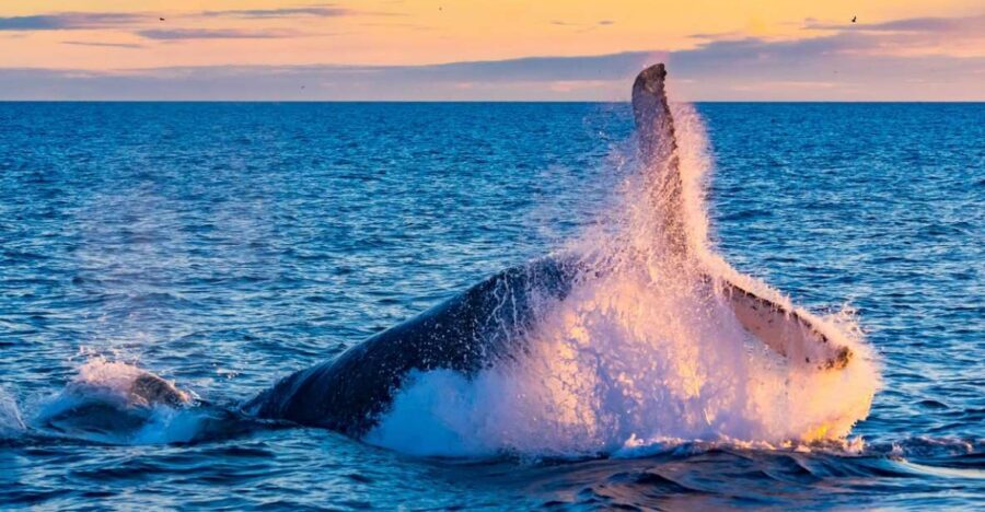 From Reykjavik: Full Day Whale Watching & Golden Circle Tour - Why This Whale Watching + Golden Circle Combo Works in One Day