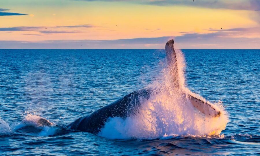 From Reykjavik: Full Day Whale Watching & Golden Circle Tour - Should You Book This Tour?