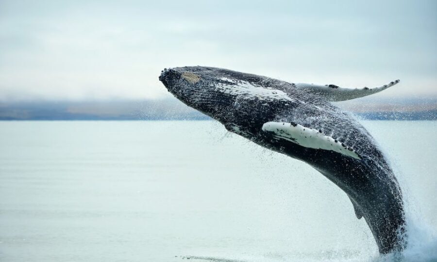 From Reykjavik: Full Day Whale Watching & Golden Circle Tour - Gullfoss Waterfall: Powerful Glacial Water in Real Time