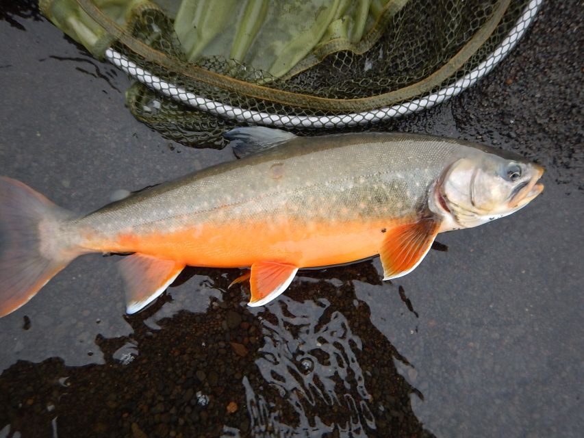 From Reykjavik: Lake and River Fishing Tour - Catch Limits, Releases, and Setting Expectations