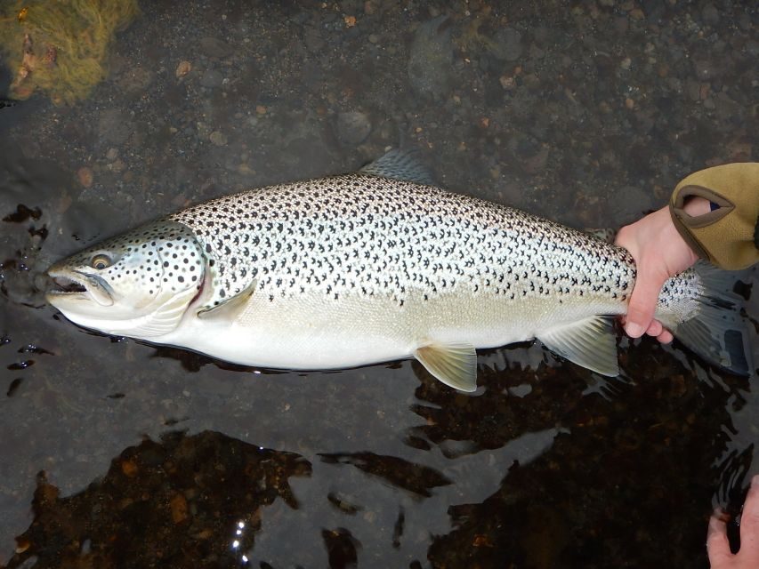 From Reykjavik: Lake and River Fishing Tour - Who This Tour Suits (and Who Might Skip It)