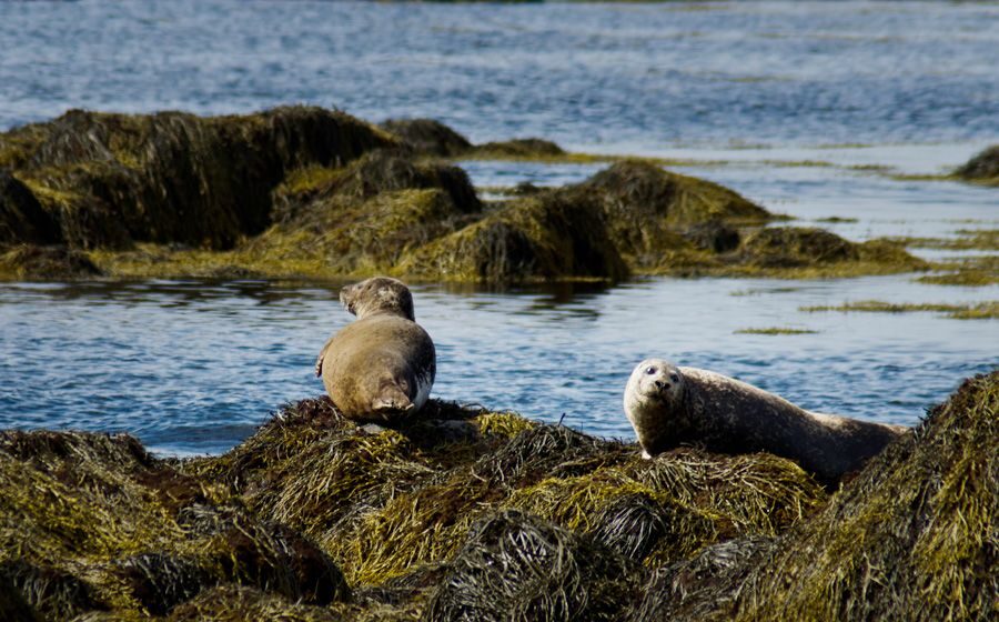 From Reykjavik: Snaefellsnes National Park - Small Group - Price and value for a full-day 11-hour itinerary
