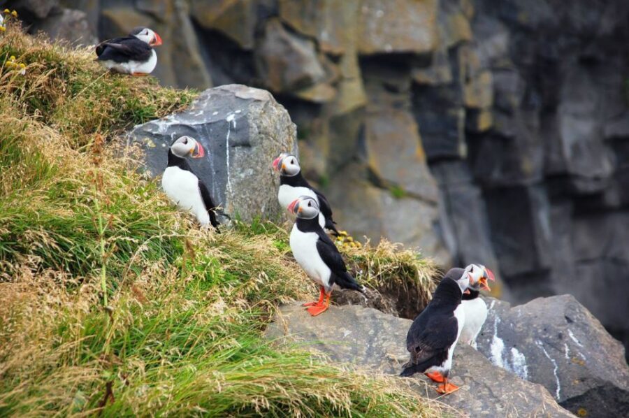 From Reykjavik: South Coast Small-Group Tour - Pace, Comfort, and Group Size (4 to 19 people)