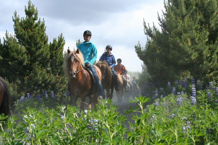 From Reykjavík: Viking Horseback Tour in Hafnarfjörður - Gear, safety rules, and the stuff you’re not allowed to bring