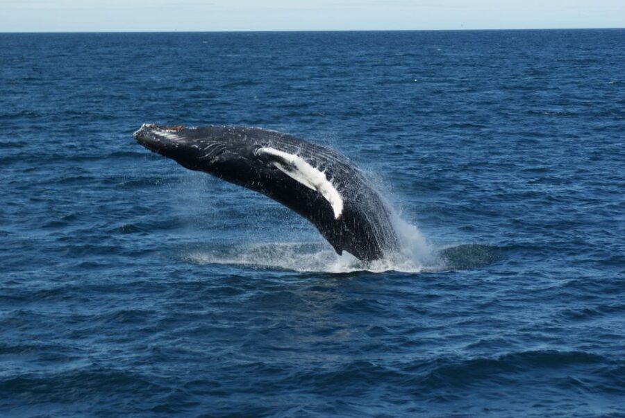 From Reykjavik: Whale Watching Tour - Should You Book This Reykjavik Whale Watching Tour?