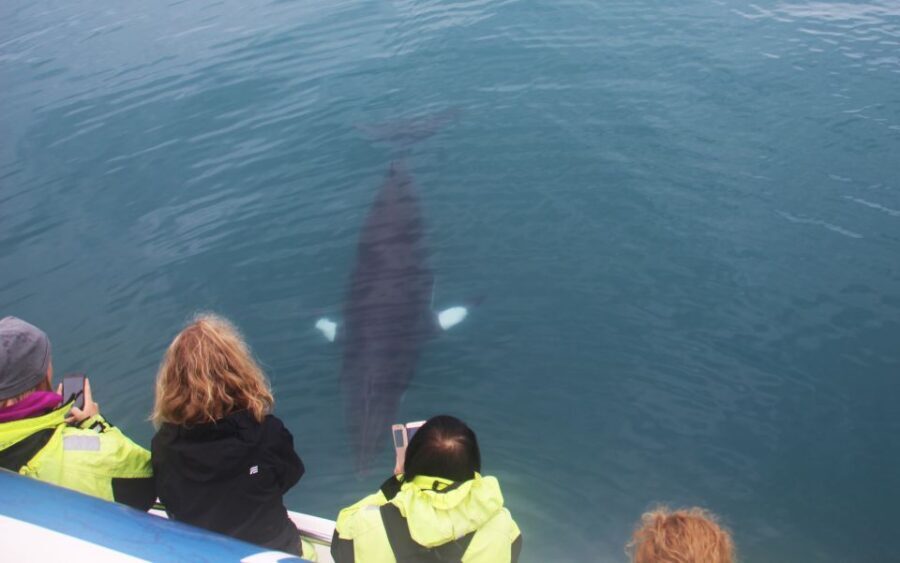 From Reykjavik: Whales and Northern Lights Boat Tour - Key points before you go