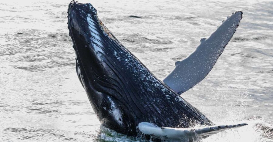 From Reykjavik: Whales and Northern Lights Boat Tour - What you’re likely to spot: minke, humpback, dolphins, and porpoises