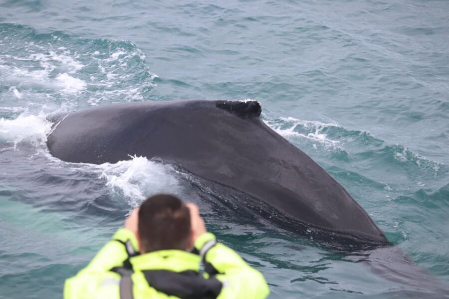 From Reykjavik: Whales and Northern Lights Boat Tour - Price and value: is $182 a good deal for whales plus auroras?