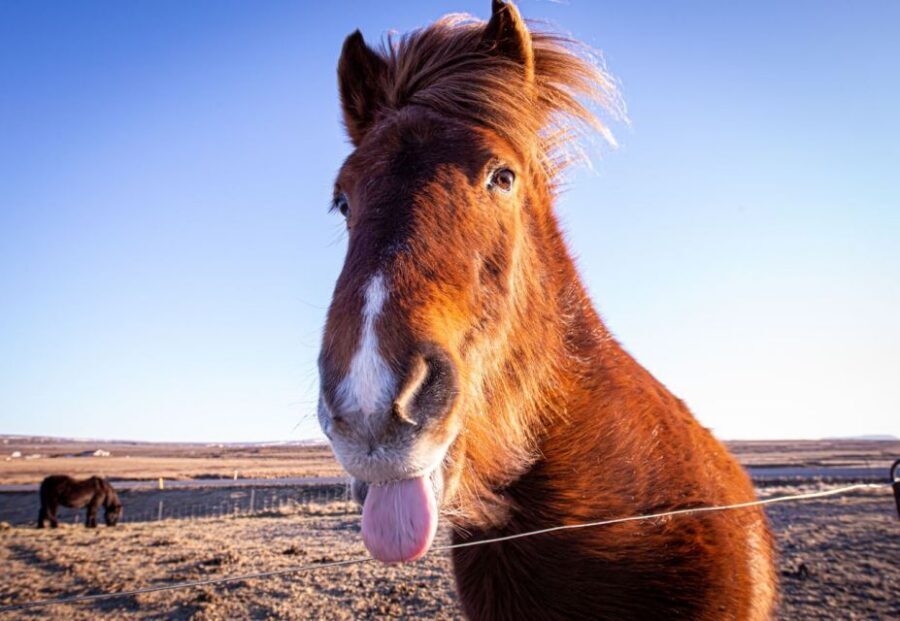 Golden circle, hot spring bakery, tomato farm private tour - Hot spring bakery: cook bread with Earth heat