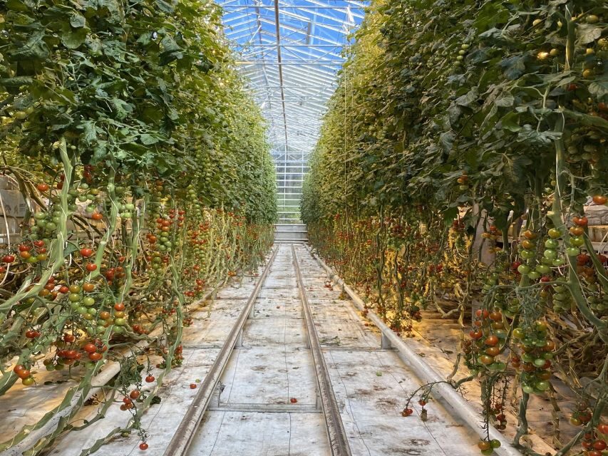 Golden circle, hot spring bakery, tomato farm private tour - Price and value for a group up to 4