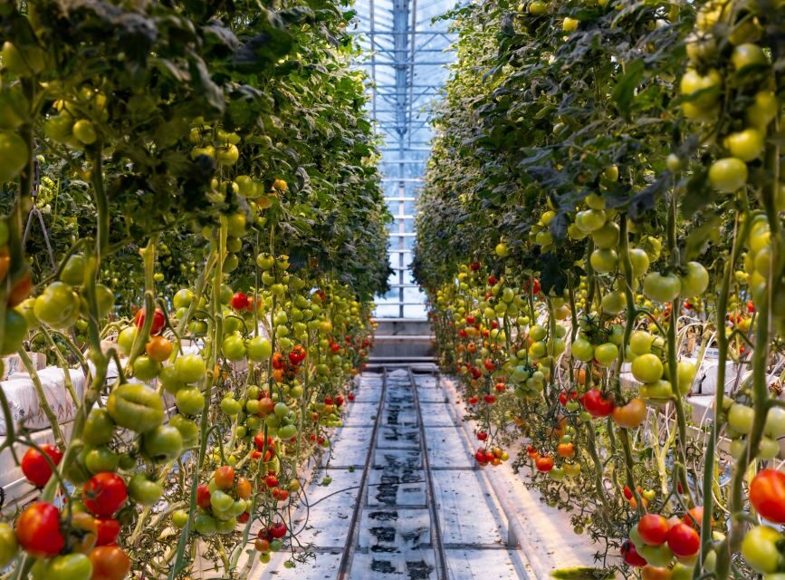 Golden Circle & Lunch at Fridheimar Tomato Farm- with photos - Price and value: does $180 make sense for what’s included?