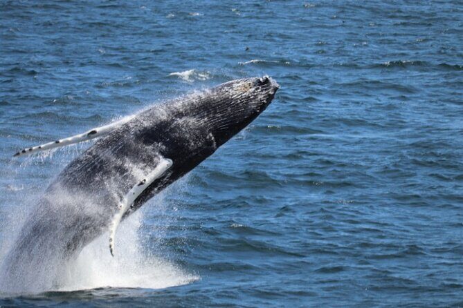 Guided Whale Watching Experience from Reykjavik - Key Highlights You’ll Actually Care About