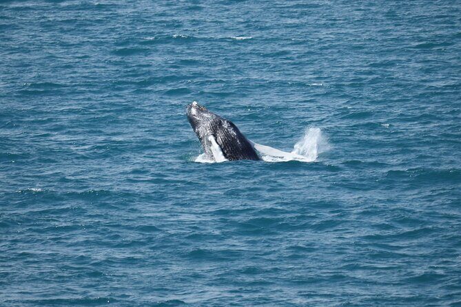 Guided Whale Watching Experience from Reykjavik - The Boat Comfort That Changes Everything When It’s Cold