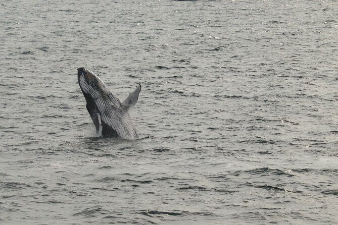 Guided Whale Watching Experience from Reykjavik - How Whale Spotting Works Here (And Why It’s Not a Zoo)