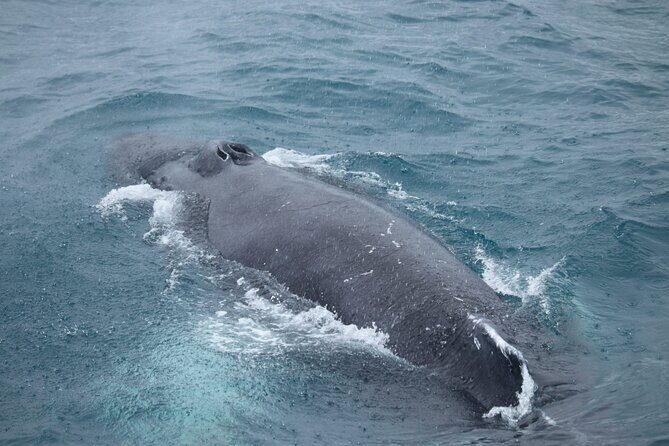 Guided Whale Watching Experience from Reykjavik - What You’ll Do During the Cruise (Stop by Stop)