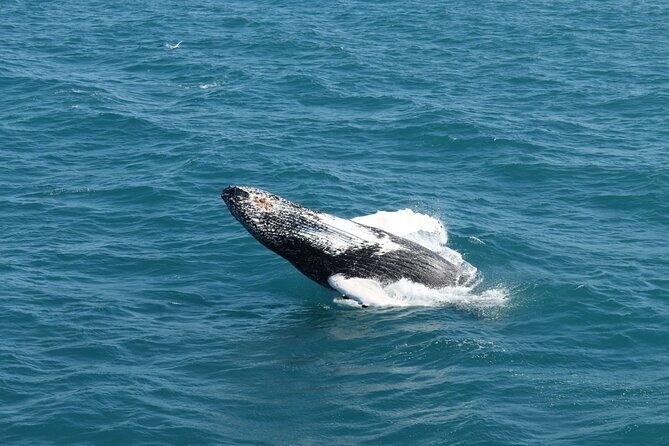 Guided Whale Watching Experience from Reykjavik - On-Board Extras That Add Real Value
