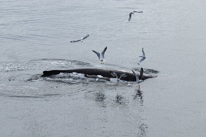 Guided Whale Watching Experience from Reykjavik - Price and Value: What $97 Buys You