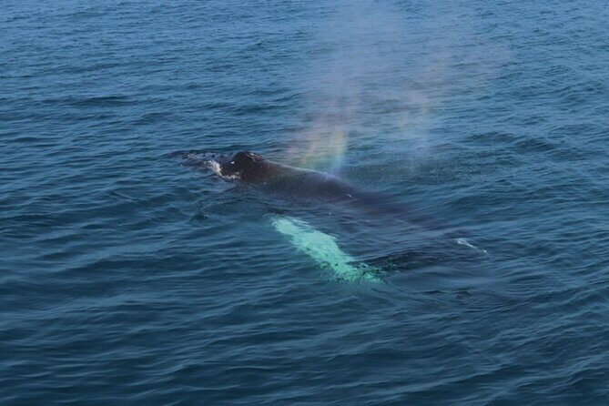 Guided Whale Watching Experience from Reykjavik - Weather, Sea Conditions, and the Smart Way to Plan
