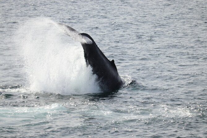 Guided Whale Watching Experience from Reykjavik - Views Worth the Trip Even If Whales Don’t Cooperate