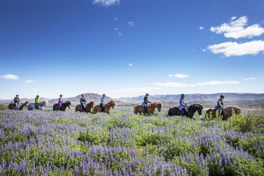 Hafnarfjörður: Horseback Riding Tour in Reykjavik Area - The 50-Minute Ride Plan: What You’ll Do After Training