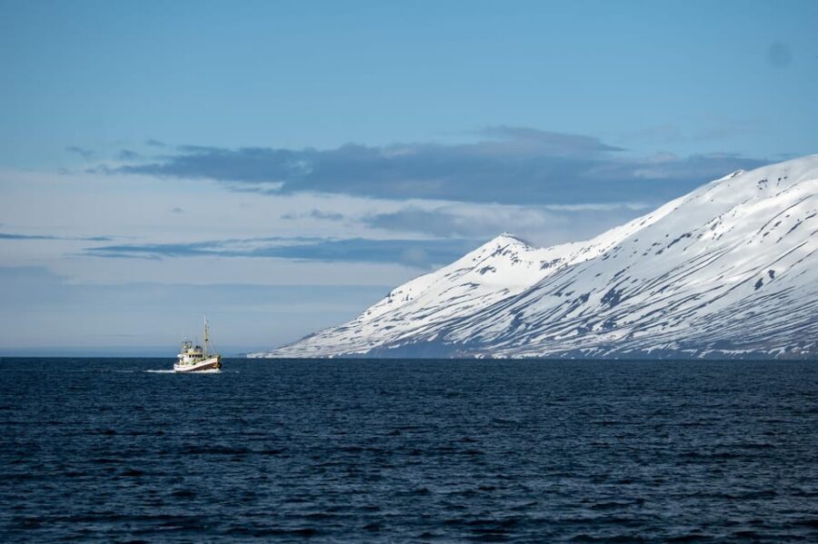 Hauganes: Whale Watching North Iceland - Key things that make this tour worth your time