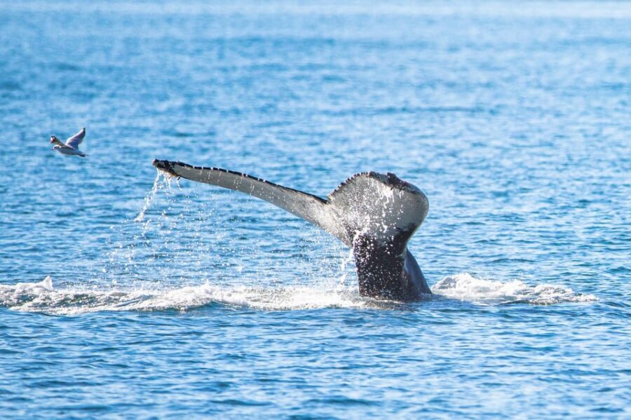 Hauganes: Whale Watching North Iceland - Hauganes and Eyjafjörður Fjord: why the location matters