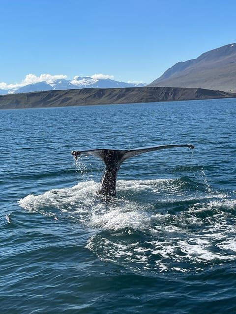Hauganes: Whale Watching North Iceland - The boat experience: renovated oak, warm coveralls, and hot chocolate