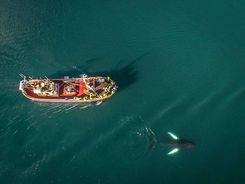 Hauganes: Whale Watching North Iceland - How the 2.5 hours actually feel once you’re on the water