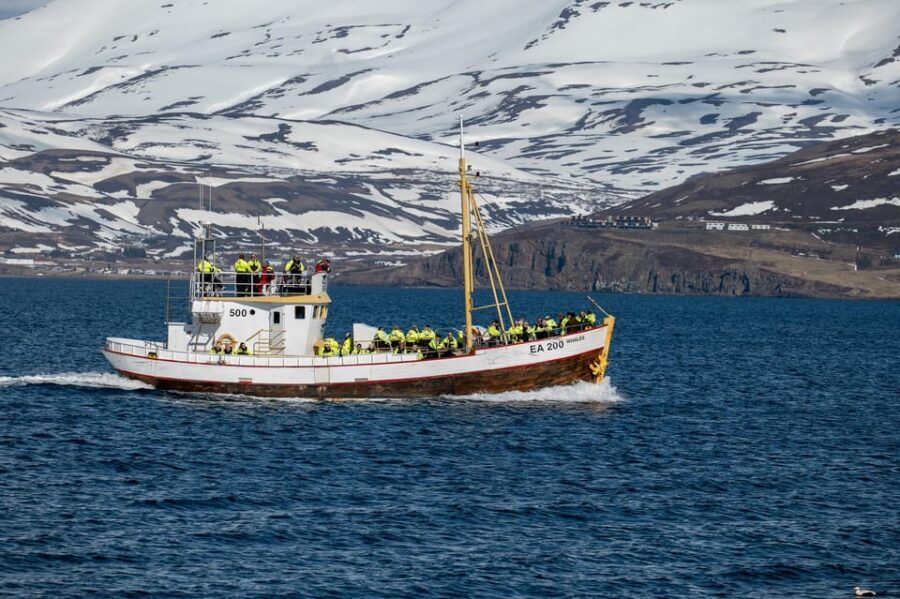 Hauganes: Whale Watching North Iceland - What you might see: humpbacks, porpoises, and close-up surprises