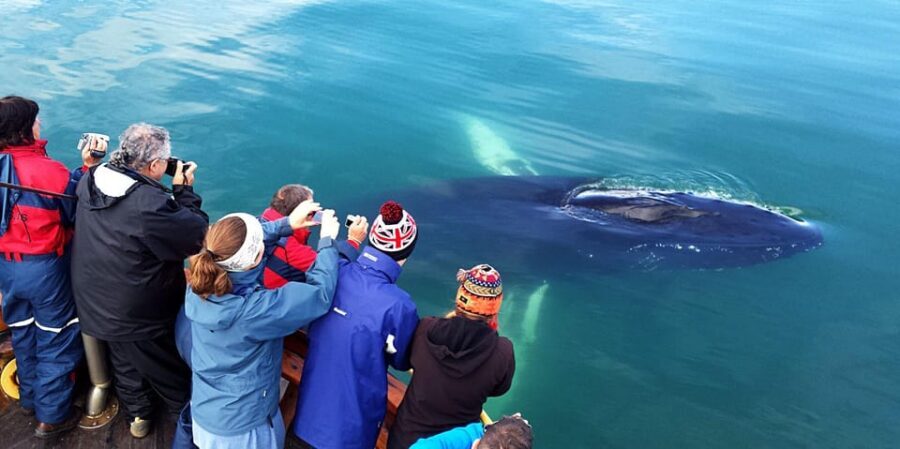 Hauganes: Whale Watching North Iceland - Time on the water vs. time spent “far sailing”