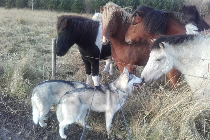 Hiking with Husky in Akureyri - After the Hike: The Pack Home Visit (and Why It’s the Best Part)