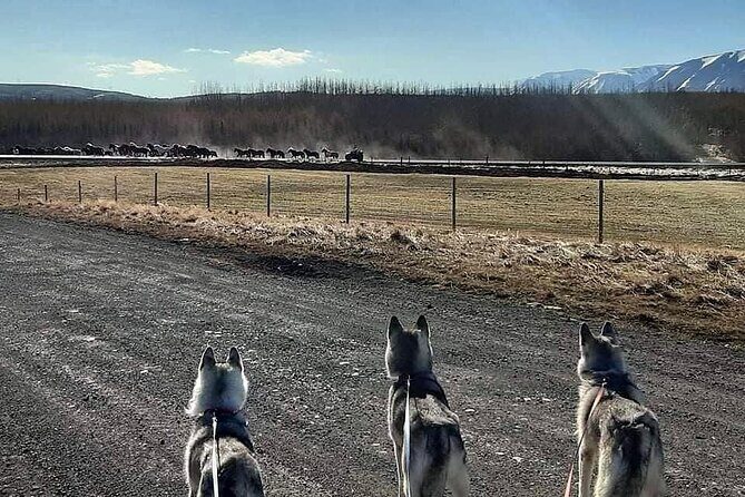 Hiking with Husky in Akureyri (private) - Key things to know before you go