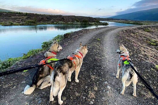 Hiking with Husky in Akureyri (private) - Meeting Gunni and Maria: where the pack starts talking