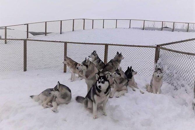 Hiking with Husky in Akureyri (private) - Who should book this, and who might want a different option