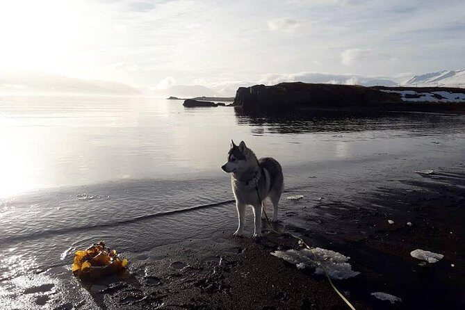 Hiking with Husky in Akureyri (private) - The forest walk with your assigned husky