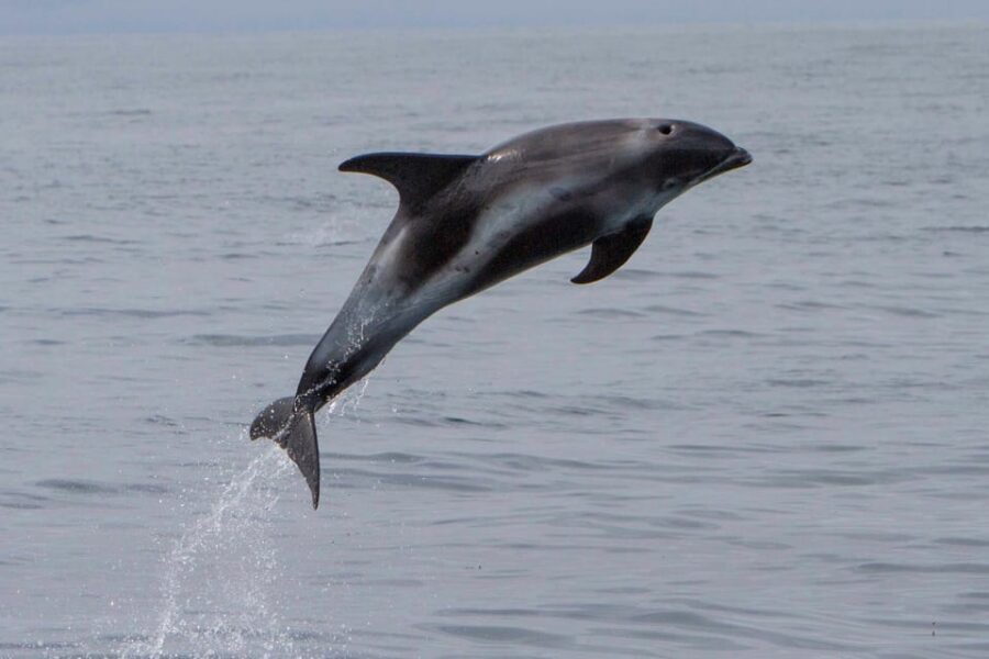 Hólmavík: Whale Watching Tour - Key points before you go
