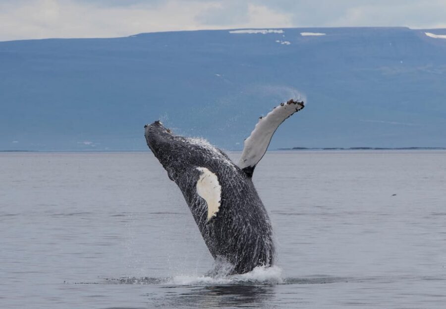 Hólmavík: Whale Watching Tour - Timing: Humpbacks, Autumn Numbers, and Puffins from June to Early August
