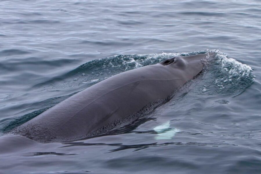Hólmavík: Whale Watching Tour - Guides and Research-Style Whale Spotting (With Names You Might Hear)
